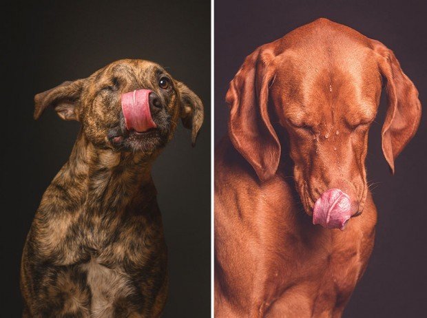 Tyhle psí fotky vám zvednou náladu