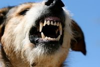 Francouzský soud povolal k výpovědi psa