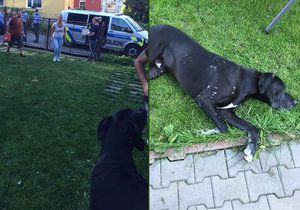 Liberecká policie vyšetřuje případ otřesného týrání zvířat. Neznámý pachatel poleptal psa žíravinou.