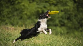 Zabavit psa s frisbee, tedy létajícím talířem, není vůbec těžké. Jen si vybírejte speciální psí talíře, které jsou měkké a nezlomí zuby.