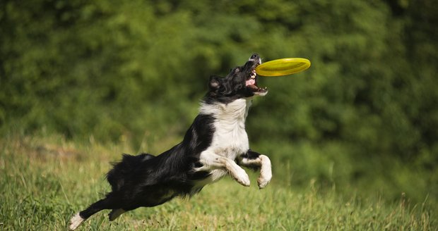 Zabavit psa s frisbee, tedy létajícím talířem, není vůbec těžké. Jen si vybírejte speciální psí talíře, které jsou měkké a nezlomí zuby.