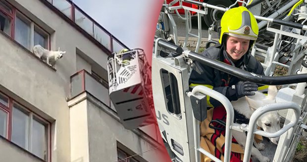 Kuriózní zásah pražských hasičů: Ve Vršovicích sundávali psa z parapetu