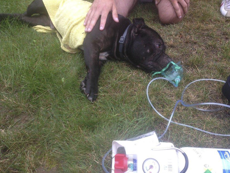 Pes se nadýchal zplodin. Záchranáři mu poskytli kyslíkovou terapii.