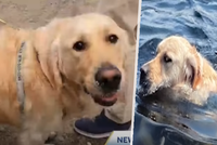 Neuvěřitelný příběh zvířecího přátelství: Pes se skamarádil se svištěm a vozil ho na zádech