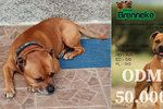 Ze zahrady v Horoměřicích zmizel pes: Martin prosí o pomoc a nabízí vysokou odměnu!