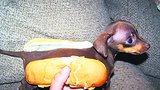 Jeden hot dog s jezevčíkem, prosím!