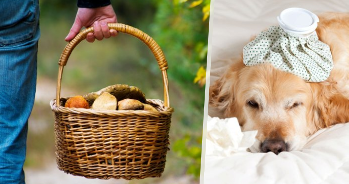 Ilustrační foto: košík hub a nemocný pes