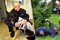 Policejní pes chytil lupiče: Při zásahu byl pobodán!