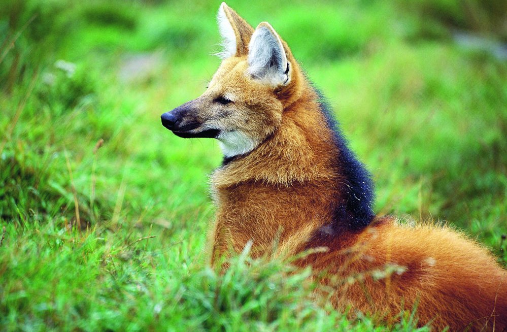 Pes hřivnatý (někdy se označuje jako vlk hřivnatý) vypadá trochu jako liška na chůdách