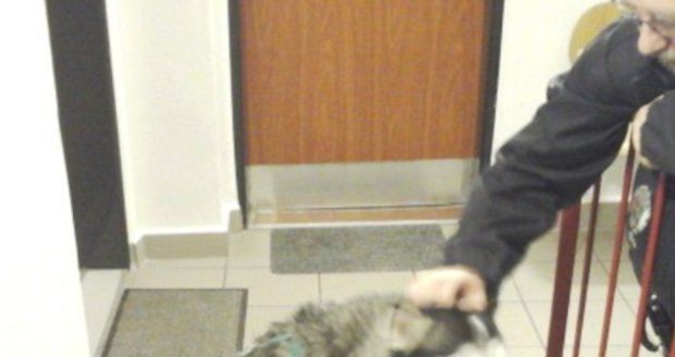 Husky zámečníkem: Pejsek pomohl své majitelce zpět do bytu