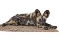 Pes hyenový je asi jeden metr dlouhá šelma, která váží až 36 kg