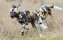 Psi hyenovití vyvinou rychlost až 70 km/hod. a udrží ji na několik kilometrů