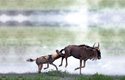 Během lovu si členové smečky psů hyenovitých kořist nadhánějí a střídají se ve vedení štvanice