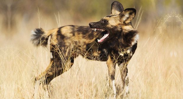 Dobrý lov! Psi hyenovití opisují od gepardů
