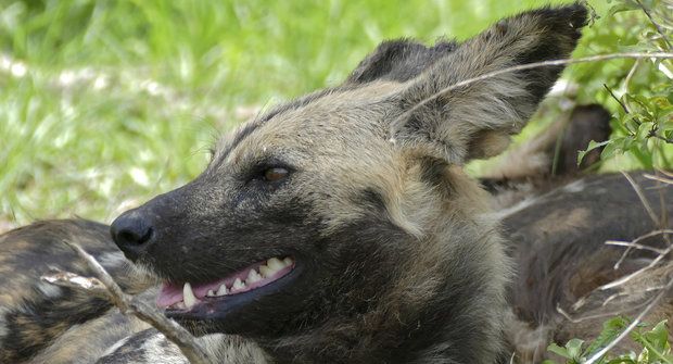 Kýchající psi: Obávaní dravci z Afriky
