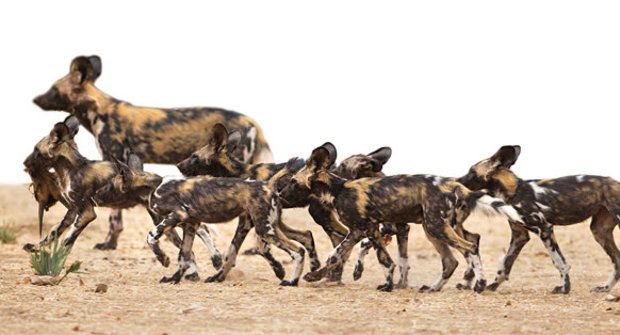 Hlasující smečka: Kýchání psů hyenovitých