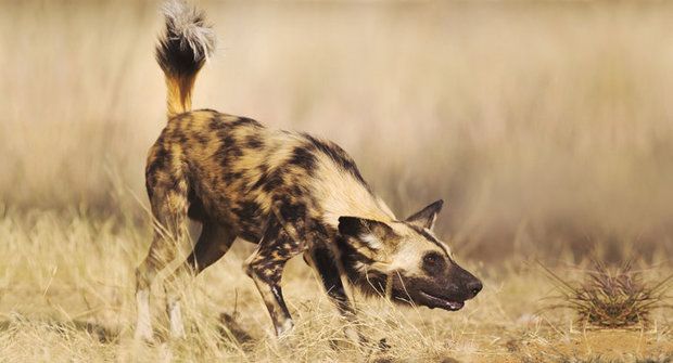 Vyhnáni z ráje: Zmizení psů hyenovitých