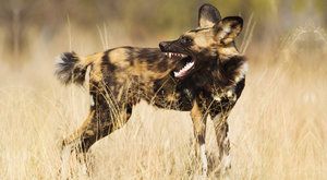 Dobrý lov! Psi hyenovití opisují od gepardů