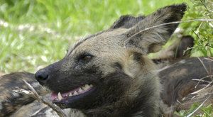 Kýchající psi: Obávaní dravci z Afriky