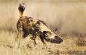 Psi hyenovití jsou ohroženi vyhynutím, jejich počet v celé Africe klesá