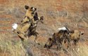 Pes hyenovitý je obávaným africkým dravcem