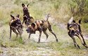 Psi hyenovití jsou vysokonozí, v kohoutku mají až 75 cm, ale váží nanejvýš 36 kg