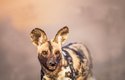 Psi hyenovití jsou vysokonozí, v kohoutku mají až 75 cm, ale váží nanejvýš 36 kg