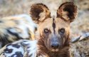 Pes hyenovitý je středně velká šelma, váží 25-30 kg