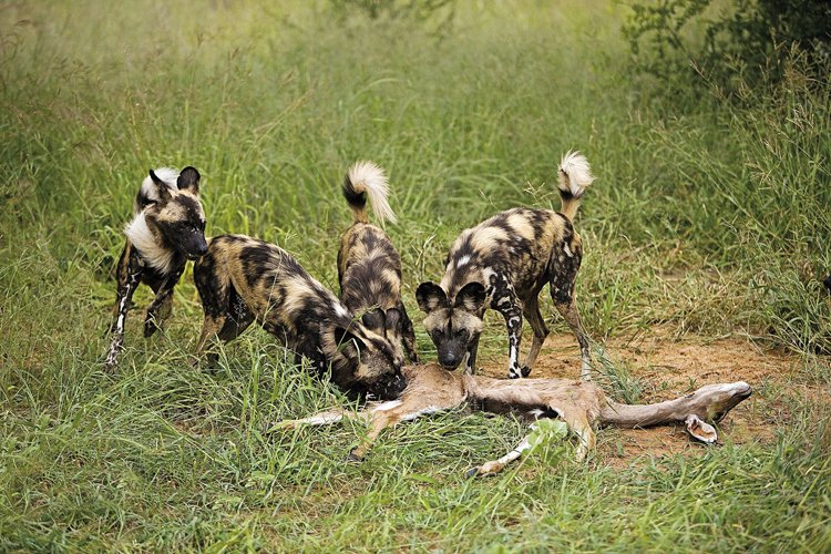 Psi i gepardi obývají stejné prostředí, loví ve dne a shodná je i jejich kořist