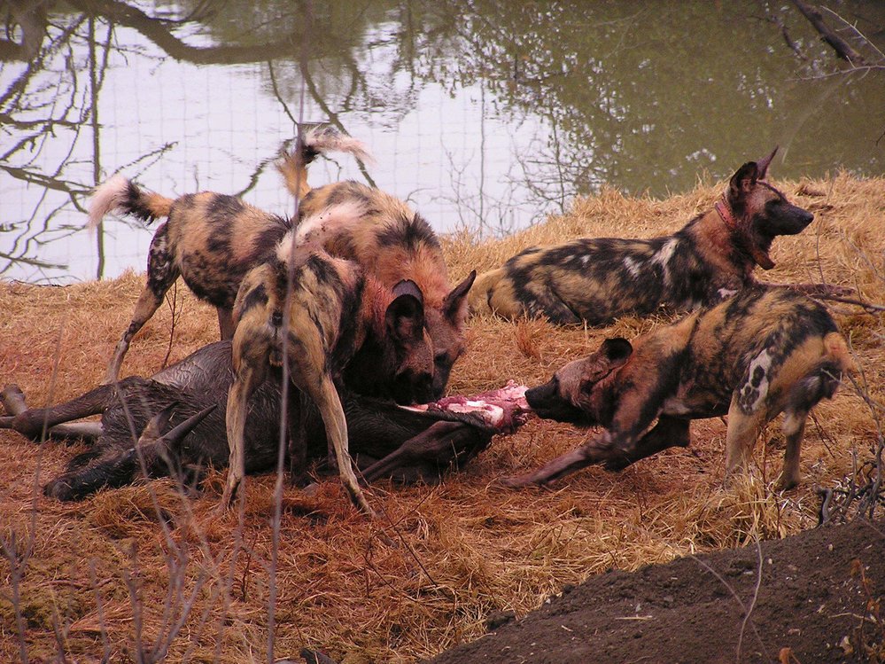 Pes hyenovitý je obávaným africkým dravcem