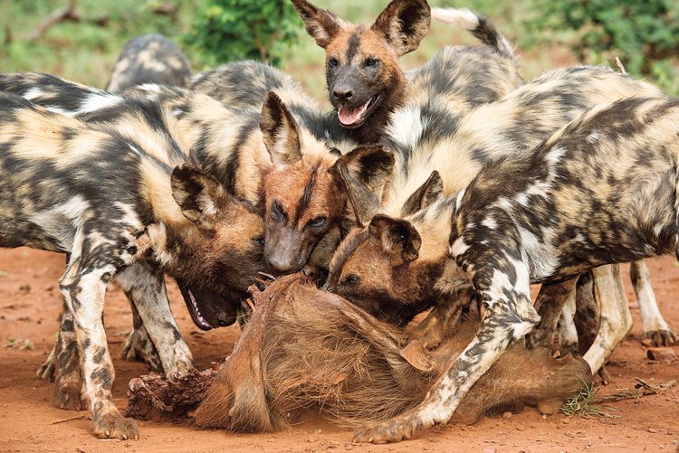 Smečka psů ulovila divoké africké prase savanové