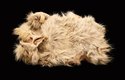160 let stará kůže psa jménem Mutton, která se nachází ve sbírkách muzea Smithsonian