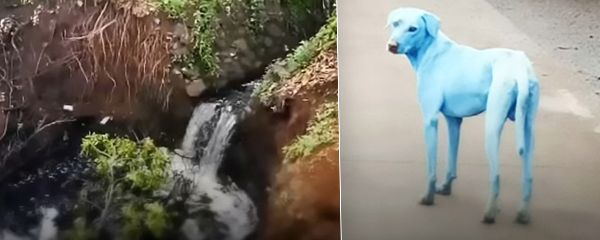 Po indické Bombaji se prohánějí modří psi.