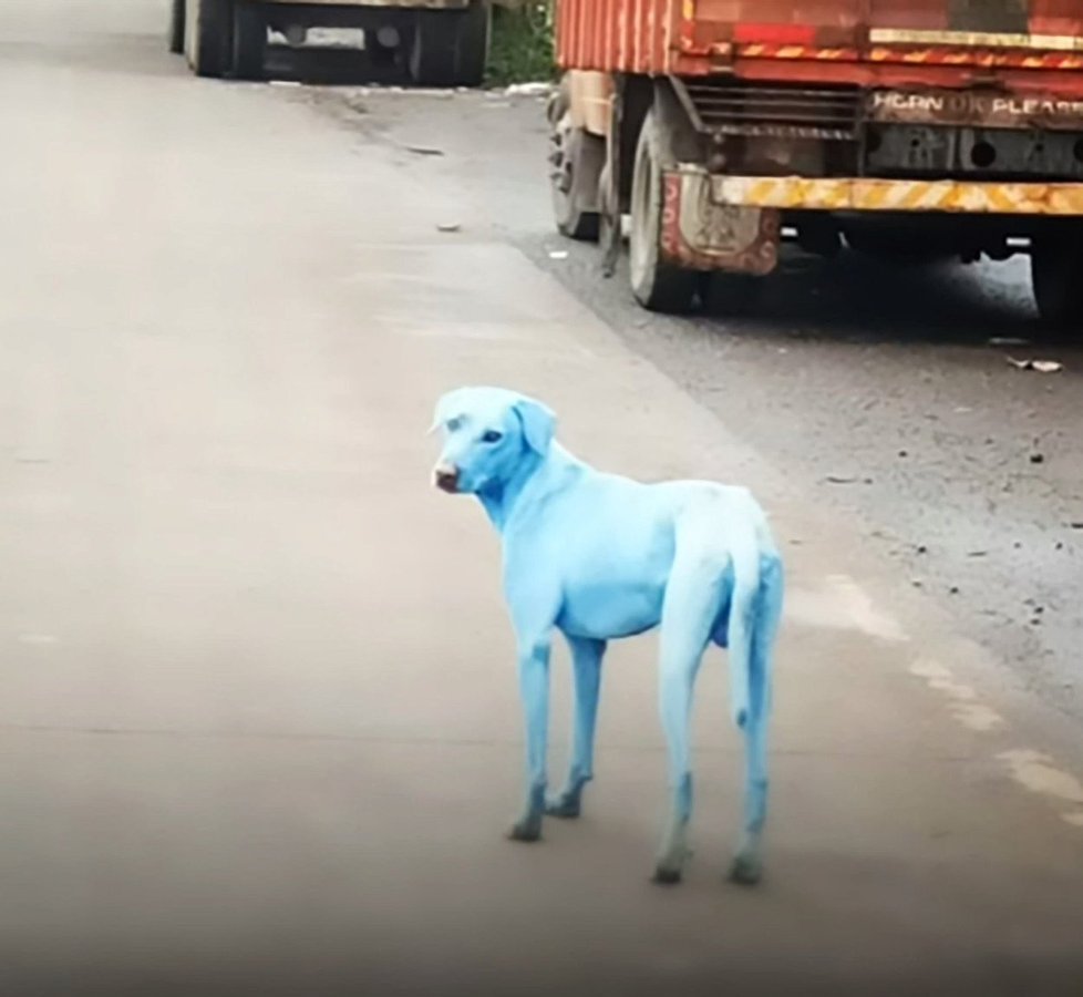 Po indické Bombaji se prohánějí modří psi.