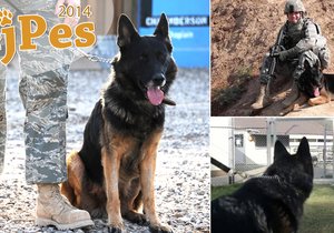Válečný veterán z Iráku se ujal psího vysloužilce Robbieho.