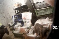Jezevčík při pronásledování kočky skočil do sklepa: Na pomoc musel čekat několik dnů