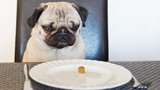 Kolik sypat do misky, abyste neměli tlustého psa?