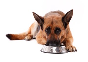 Přestože jsme milovníci psů, mnohdy nevíme,jak je vlastně správně krmit.