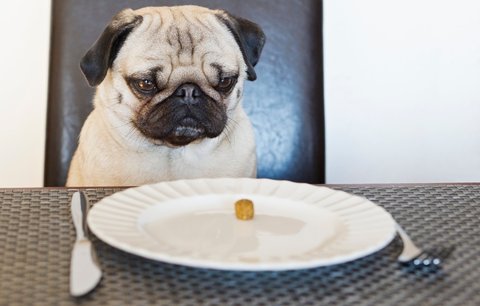 Psi a kočky na dietě: Jak bezpečně poznat nadváhu u domácích mazlíčků?