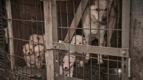Útulek v Jižní Koreji zabíjel své psy, aby získal více financí na darech (ilustrační foto)