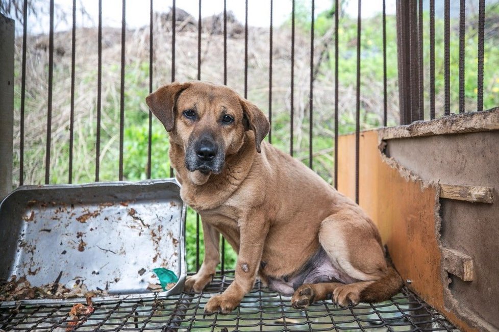 Útulek v Jižní Koreji zabíjel své psy, aby získal více financí na darech (ilustrační foto)