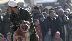 Pes v afghánském Kábulu (ilustrační foto)
