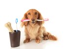 S čištěním zubů je nejlepší začít od štěněte, ale naučit to můžete i starší psy.