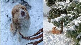 Vyčerpaný pes trpěl v těžkých mrazech dva dny v Horní Suché. Na páníčka nyní čeká v Útulku Max v Havířově.