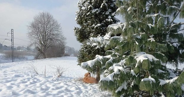 Vyčerpaný pes trpěl v těžkých mrazech dva dny v Horní Suché.