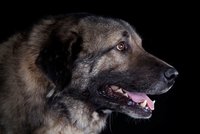 Kavkazák v Hradci Králové napadl stařenku a vážně ji poranil: Majiteli problémového psa hrozí 4 roky ve vězení