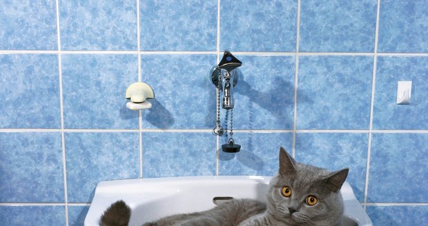 Kočky jsou čistotné, o svůj kožíšek pečují i většinu dne. Koupejte ji jenom v případě, že je opravdu hodně špinavá