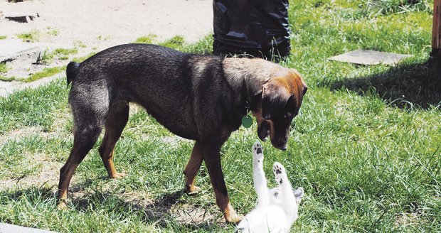 Tahle zvířecí d vojice se vůči sobě rozhodně nechová jako pes a kočka