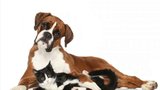 Život pro kočku i pod psa: 4 zásady, jak mohou žít v jedné domácnosti