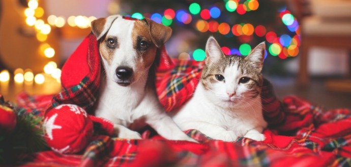 Jak na Silvestra zklidnit vystrašené psy a kočky